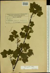 Ribes spicatum, Eastern Europe, Central region (E4) (Russia)