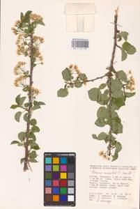 Prunus mahaleb L., Eastern Europe, Lower Volga region (E9) (Russia)