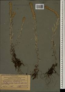 Omalotheca sylvatica (L.) Sch. Bip. & F. W. Schultz, Caucasus, Azerbaijan (K6) (Azerbaijan)