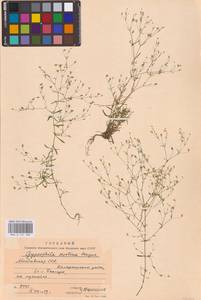 Psammophiliella muralis (L.) Ikonn., Eastern Europe, Moldova (E13a) (Moldova)