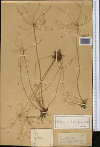 Androsace lactiflora Fisch. ex Willd., Middle Asia, Dzungarian Alatau & Tarbagatai (M5) (Kazakhstan)