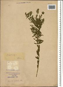 Genista tinctoria subsp. tinctoria, Caucasus, Krasnodar Krai & Adygea (K1a) (Russia)
