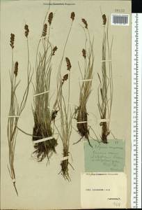 Blysmus compressus (L.) Panz. ex Link, Eastern Europe, Central forest-and-steppe region (E6) (Russia)