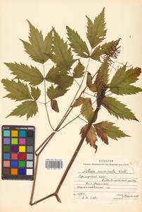 Actaea asiatica H. Hara, Siberia, Russian Far East (S6) (Russia)