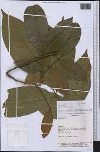 Trichilia pallida Sw., America (AMER) (Paraguay)