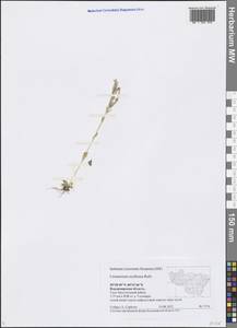 Centaurium erythraea Rafn, Eastern Europe, Central region (E4) (Russia)