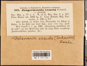 Tritomaria exsecta (Schmidel) Schiffn. ex Loeske, Bryophytes, Bryophytes - Western Europe (BEu) (Germany)