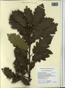 Quercus dalechampii Ten., Western Europe (EUR) (Bulgaria)