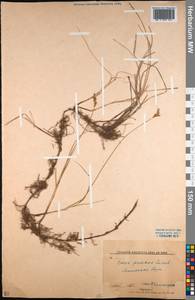 Carex praecox Schreb., Middle Asia, Northern & Central Kazakhstan (M10) (Kazakhstan)