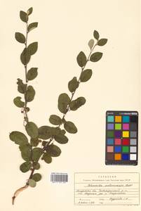 Cotoneaster melanocarpus G. Lodd., Siberia, Russian Far East (S6) (Russia)