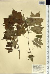 Acer pictum subsp. mono (Maxim.) H. Ohashi, Siberia, Russian Far East (S6) (Russia)