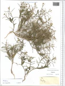 Malcolmia, Middle Asia, Pamir & Pamiro-Alai (M2) (Tajikistan)