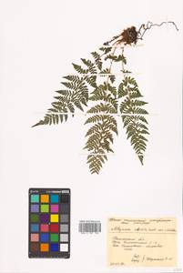 Pseudathyrium alpestre subsp. alpestre, Siberia, Chukotka & Kamchatka (S7) (Russia)