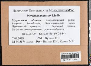 Dicranum angustum Lindb., Bryophytes, Bryophytes - Karelia, Leningrad & Murmansk Oblasts (B4) (Russia)