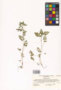 Potentilla supina L., Eastern Europe, Lower Volga region (E9) (Russia)