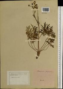 Ranunculus polyanthemos L., Siberia, Western Siberia (S1) (Russia)