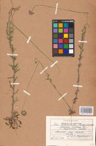 Jasione montana L., Eastern Europe, Central region (E4) (Russia)