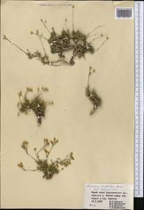 Eremogone griffithii (Boiss.) Ikonn., Middle Asia, Pamir & Pamiro-Alai (M2) (Tajikistan)