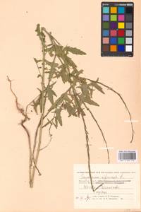 Sisymbrium officinale (L.) Scop., Eastern Europe, Moscow region (E4a) (Russia)
