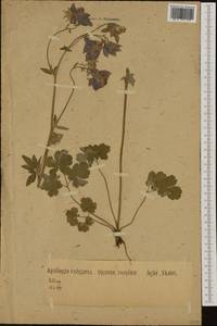 Aquilegia vulgaris L., Western Europe (EUR) (Germany)