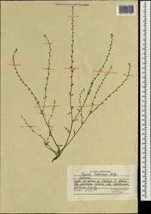 Lappula tadshikorum Popov, South Asia, South Asia (Asia outside ex-Soviet states and Mongolia) (ASIA) (Afghanistan)