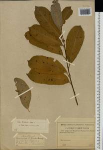 Salix caprea × cinerea, Eastern Europe, Middle Volga region (E8) (Russia)