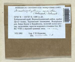 Sphenolobus saxicola (Schrad.) Steph., Bryophytes, Bryophytes - Russian Far East (excl. Chukotka & Kamchatka) (B20) (Russia)