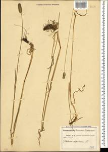 Phleum alpinum L., Caucasus, Abkhazia (K4a) (Abkhazia)