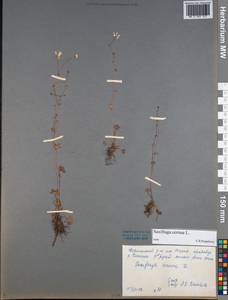 Saxifraga cernua L., Siberia, Central Siberia (S3) (Russia)