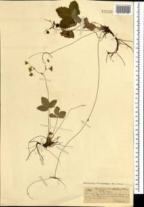 Fragaria orientalis Losinsk., Mongolia (MONG) (Mongolia)