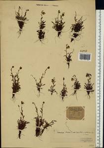 Saxifraga hirculus L., Western Europe (EUR) (Svalbard and Jan Mayen)