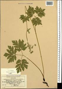 Eleutherospermum cicutarium (M. Bieb.) Boiss., Caucasus, South Ossetia (K4b) (South Ossetia)
