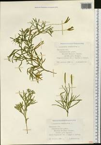 Diphasiastrum complanatum (L.) Holub, Siberia, Western Siberia (S1) (Russia)