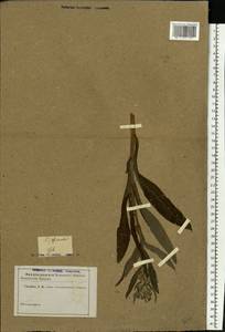 Cynoglossum officinale L., Eastern Europe, Rostov Oblast (E12a) (Russia)