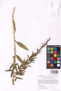 Oenothera ×rubricaulis Kleb., Eastern Europe, Moscow region (E4a) (Russia)