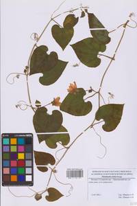 Thladiantha dubia Bunge, Eastern Europe, Moscow region (E4a) (Russia)