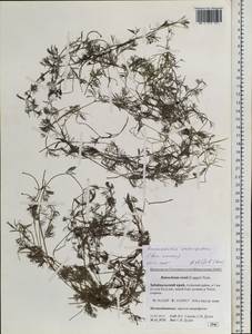 Ranunculus subrigidus W. B. Drew, Siberia, Baikal & Transbaikal region (S4) (Russia)