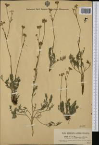 Hippomarathrum vulgare Röhl. ex DC., Western Europe (EUR) (Austria)