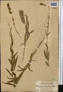 Asyneuma argutum, Middle Asia, Western Tian Shan & Karatau (M3)