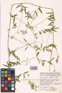 Vicia biennis L., Eastern Europe, Lower Volga region (E9) (Russia)