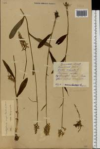 Dactylorhiza fuchsii subsp. fuchsii, Eastern Europe, Eastern region (E10) (Russia)
