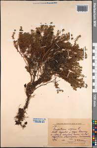 Empetrum nigrum subsp. stenopetalum (V. N. Vassil.) Nedol., Mongolia (MONG) (Mongolia)
