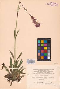 Viscaria vulgaris Röhl., Eastern Europe, Central forest-and-steppe region (E6) (Russia)