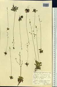 Micranthes foliolosa (R. Br.) Gornall, Siberia, Baikal & Transbaikal region (S4) (Russia)
