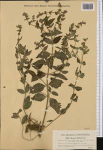 Mentha × dalmatica Tausch, Western Europe (EUR) (Croatia)