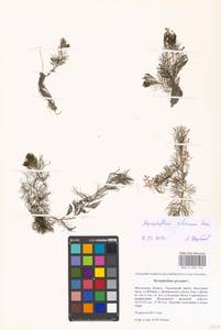Myriophyllum sibiricum Komarov, Eastern Europe, Moscow region (E4a) (Russia)
