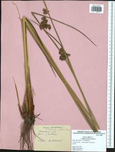 Juncus effusus L., Eastern Europe, Central region (E4) (Russia)