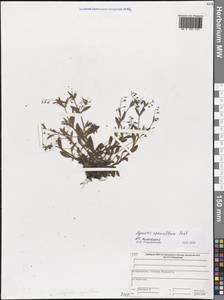 Myosotis sparsiflora J. C. Mikan ex Pohl, Eastern Europe, Central forest region (E5) (Russia)