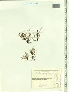 Carex subspathacea Wormsk. ex Hornem., Siberia, Chukotka & Kamchatka (S7) (Russia)