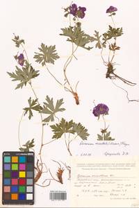 Geranium erianthum DC., Siberia, Russian Far East (S6) (Russia)